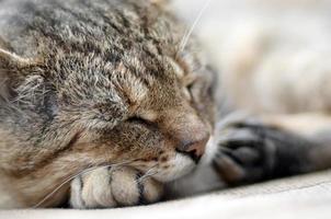 Close up of a sad and lazy tabby cat napping on the couch outdoors in evening photo