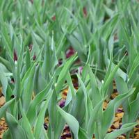 Lots of green stems from red tulips grow in a flowerbed photo