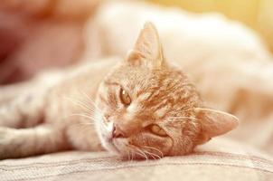 Close up of a sad and lazy tabby cat napping on the couch outdoors in evening photo
