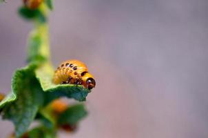 Colorado potato beetle larvae eat leaf of young potato photo