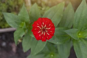 Red zinnia flower beautiful with sunlight on nature background in the garden top view. photo