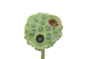Lotus seed pods isolated on white background included clipping path. photo