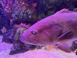 Water plants inside an aquarium with fishes photo