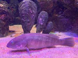 Underwater scene. Coral reef, fish in clear ocean water photo