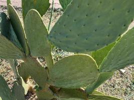 Full Frame Shot Of Wet Cactus photo