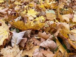 Colorful backround image of fallen autumn leaves perfect for seasonal use photo