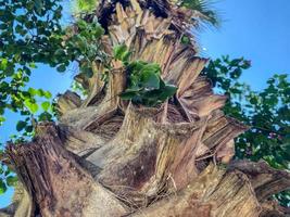 Bottom view of trunk of palm tree with sunlight and blue sky at background. photo