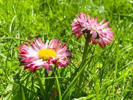 dos pequeñas flores silvestres rojas con púrpura y blanco hermosas con pétalos y tallos en verde hierba fresca de primavera temprana del césped foto