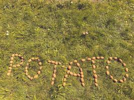 The inscription potatoes made of letters from natural yellow beautiful ripe tasty healthy starchy potatoes fresh in the ground on green grass. The background photo