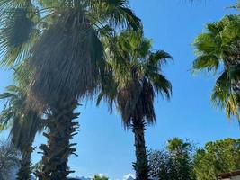 Tropical sunny landscape. Two coconut trees with fluffy green branches against a blue sky with sunbeams, soft focus. Summer vacation concept, rest and relaxation photo