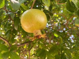 enfoque selectivo de la granada verde que crece en el árbol foto