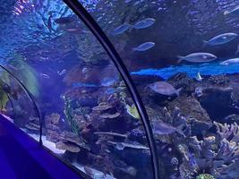 pez azul acuario túnel submarino estambul, turquía foto