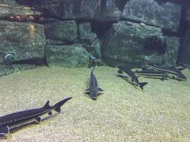 black, long fish swim on the seabed with sand and stones in the oceanarium. underwater marine life. rare exotic fish photo