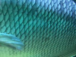 Asp fish scales, natural texture, toned photo