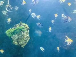 flocks of fish swim under water. multi-colored, yellow angelfish in the aquarium. aquarium fish, next to a large stone in the moss photo