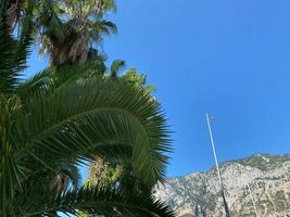 tropic natural panorama of palm trees scenic landscape on blue sky and desert bare mountain ridge background in hot summer season weather time photo