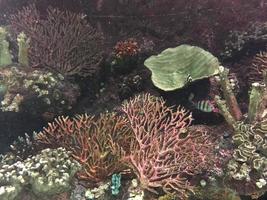 Coral reef and reef fish in the Red Sea photo