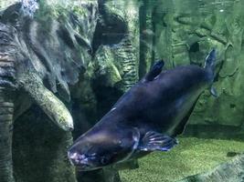 observation of the life of fish in the aquarium. unusual, exotic, fat, black fish swims underwater. big fish in artificial aquarium photo