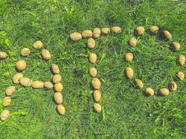 potatoes on green grass. large potatoes are lined with the letter A, T, O. edible alphabet. letters from vegetables. vegan products. potato letters photo