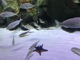 Multi-colored beautiful fish swim in an aquarium or underwater in the ocean on a coral reef. Concept tourism, marine life, diving photo