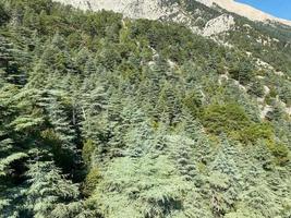 vista del bosque de abetos desde arriba - hermosa naturaleza del bosque foto