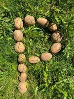 letra p hecha de papas almidonadas sanas, sabrosas, maduras, hermosas, amarillas naturales, frescas en el suelo sobre hierba verde. el fondo foto