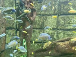 corals, stones, driftwood in the water. small, colorful, bright fish with transparent fins and tails swim under water photo