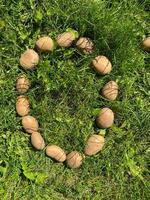 letra o hecha de papas almidonadas sanas, sabrosas, maduras, hermosas, amarillas naturales, frescas en el suelo sobre hierba verde. el fondo foto