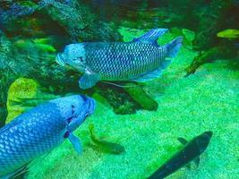 The aquarium has a large pond for fish. fat, large fish with silvery scales swim on the seabed photo
