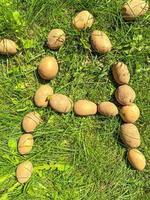 peeled potatoes lie on the grass. letter A from cartovel, edible letters on the lawn. appetizing letter. garden products. natural food, vegan products photo