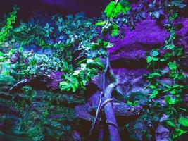 observation of the life of fish in the aquarium. a large stone waterfall with green, long plants. water slide with bowl. waterfall with clear water for tourists photo