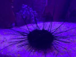 erizo de mar sobre arena bajo el agua en acuario con iluminación azul foto