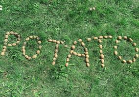 The inscription potatoes made of letters from natural yellow beautiful ripe tasty healthy starchy potatoes fresh in the ground on green grass. The background photo