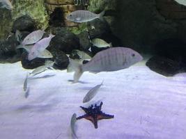 Multi-colored beautiful fish swim in an aquarium or underwater in the ocean on a coral reef. Concept tourism, marine life, diving photo