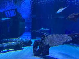 un viejo cañón hundido bajo el agua cubierto de algas y corales en el fondo del océano. concepto de buceo foto