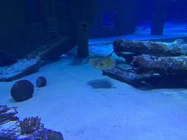 An old cannon sunken under water covered with algae and corals at the bottom of the ocean. Diving concept photo