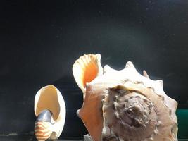 Large sea shells on a white shelf. Shells border background image photo