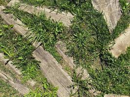 Ground surface texture with green natural grass and wood planks and logs on the walkway. The background photo