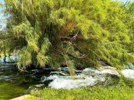 árbol grande y esponjoso en el centro de la ciudad al lado del estanque. largas ramas de un árbol para crear sombra en un país de mar cálido. descansar solo con la naturaleza foto