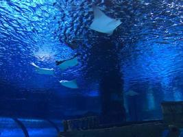 mantarraya, mantarraya, rayo eléctrico se mueve en el tanque grande en el acuario kaiyukan en japón foto
