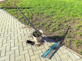A bucket and a rake are prepared for cleaning and gardening near the lawn in the yard of the house. Garden tools. photo