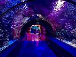 observación de la vida de los peces en el acuario. túnel con mundo submarino para turistas. la gente mira peces, plantas en el acuario foto