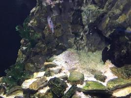 hermosos peces multicolores nadan en un acuario o bajo el agua en el océano en un arrecife de coral. turismo conceptual, vida marina, buceo foto