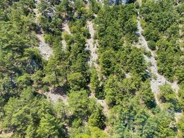 Aerial view of evergreen trees, tree top texture. Beautiful green fir forest top down drone. Forest, pine-tree trees view shot from height photo