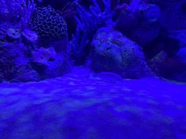 un pez azul oscuro increíblemente hermoso con un punto blanco nada junto a los corales más hermosos del mar rojo foto