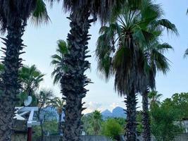 Low Angle View Of Palm Trees Against Sky photo