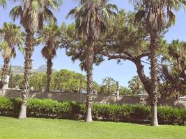 Palm trees against blue sky, Palm trees at tropical coast, coconut tree, summer tree. background with copy space. High quality photo. photo