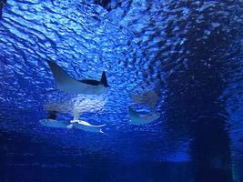 mantarraya en el acuario two oceans de ciudad del cabo foto