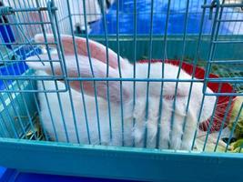 Little white rabbit sitting in the cage photo