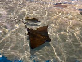 Stingray swimming under water along sea floor photo
